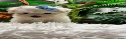 Bichón Maltés perros en venta: 🤍 BICHÓN MALTÉS – DULZURA EN ESTADO PURO 🤍 - Anuncio 7
