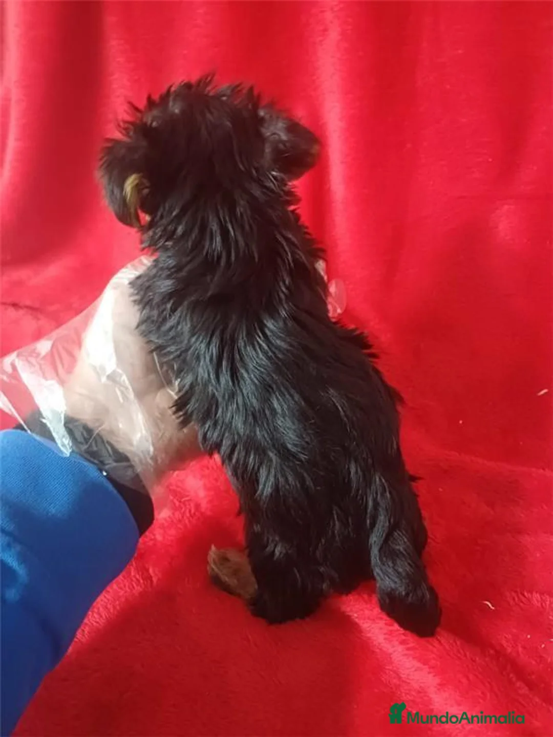 Yorkshire Terrier perros en venta: Yorkshire Terrier Mini  - Anuncio 3