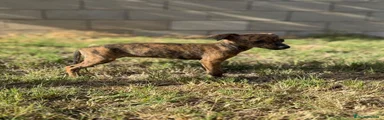 Whippet 1