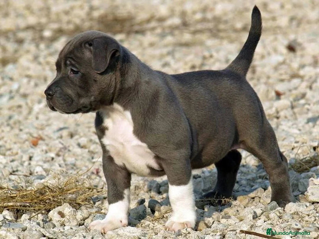 American Pit Bull Terrier perros en venta: CRIADORES AMERICAN PITBULL en Sevilla - Anuncio 4