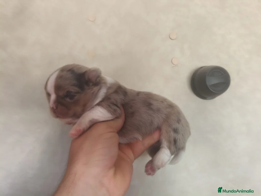 Chihuahua perros en venta: Chiuaua - Anuncio 1