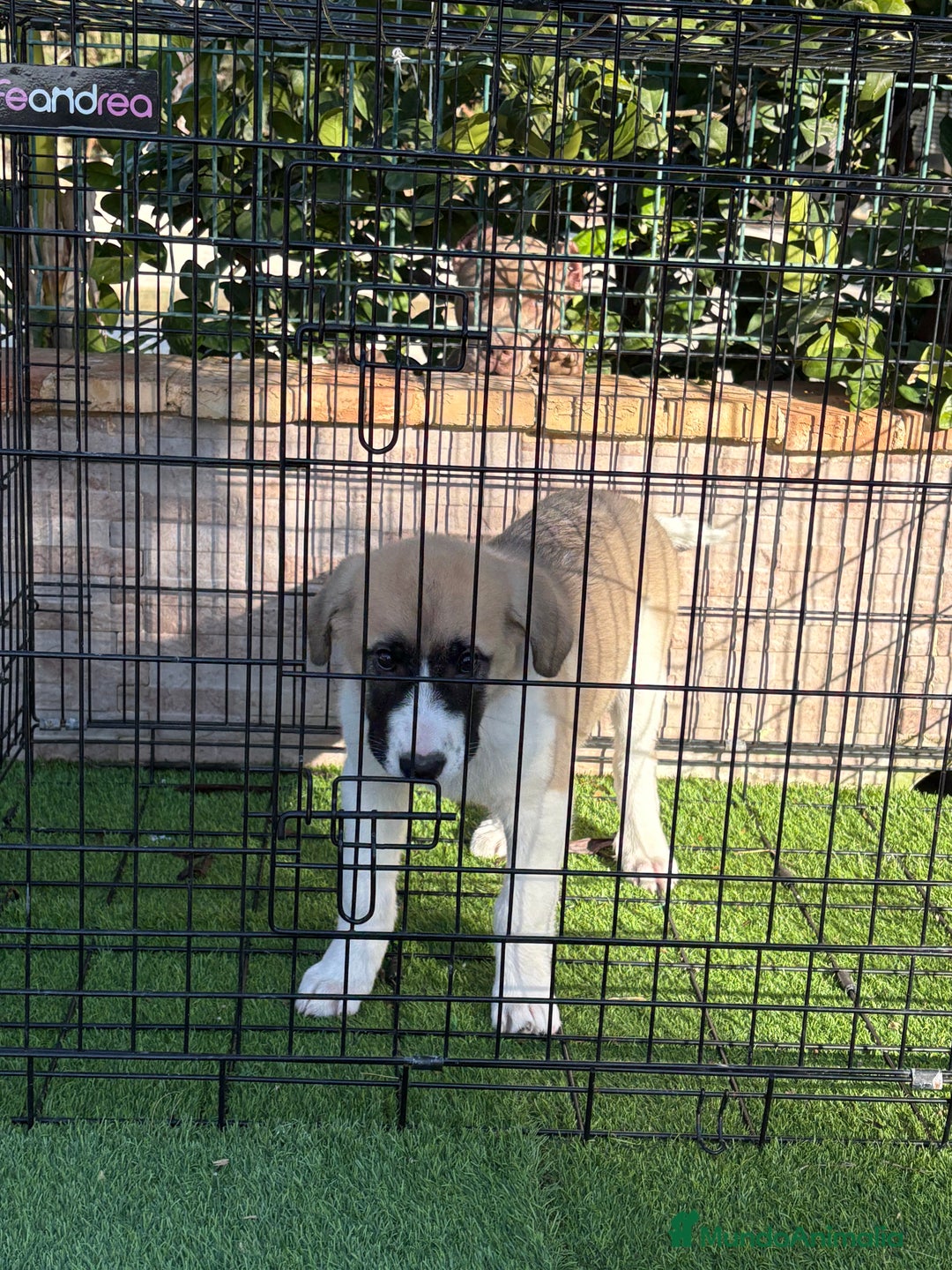 Mastín Español perros en venta: Cachorra de mastín español  - Anuncio 8