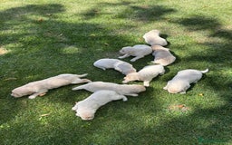 Golden Retriever perros en venta: Golden retriever  - Imagen 6