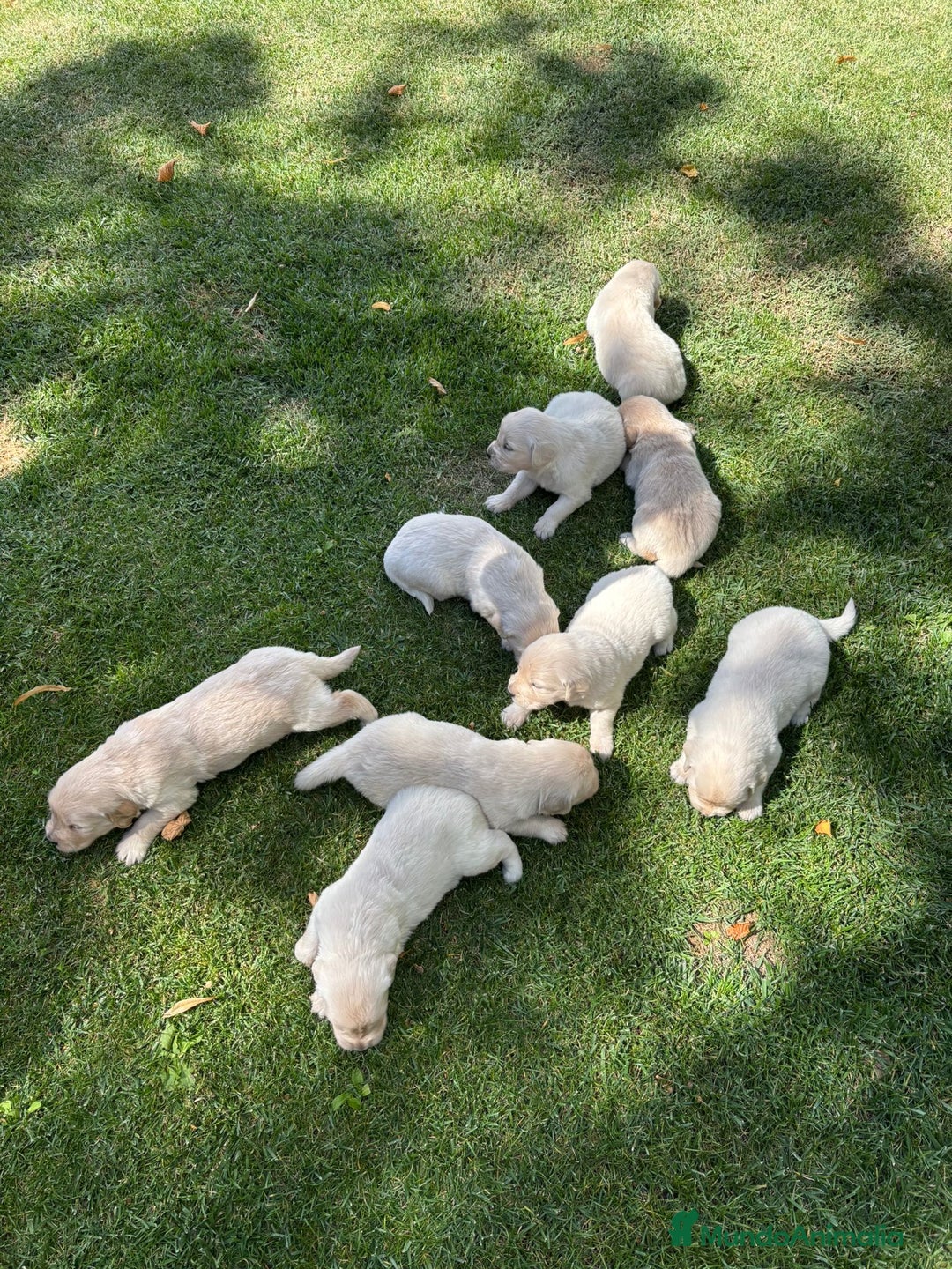 Golden Retriever perros en venta: Golden retriever  - Imagen 6