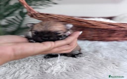 Pomerania perros en venta: POMERANIA HEMBRA - Imagen 1