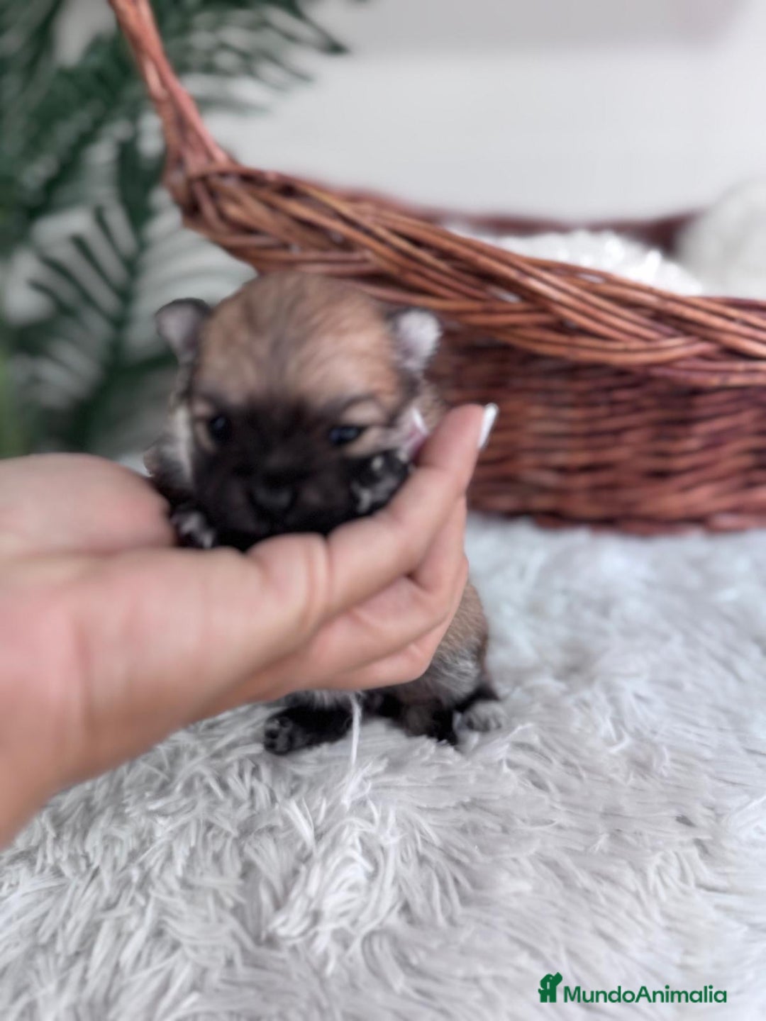 Pomerania perros en venta: POMERANIA HEMBRA - Imagen 1