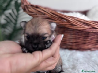 Pomerania perros - Anuncio 32
