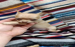 Chihuahua perros en venta: Chihuhua toy  - Imagen 4