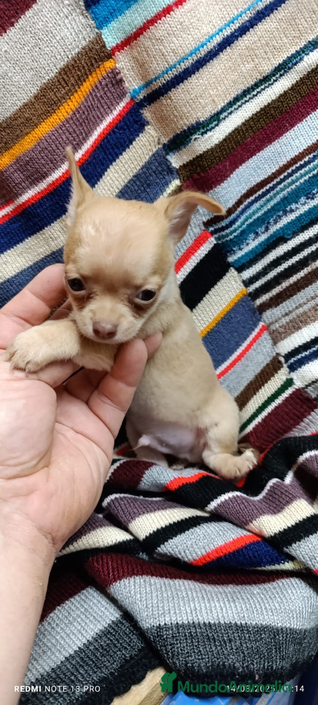 Chihuahua perros en venta: Chihuhua toy  - Imagen 4