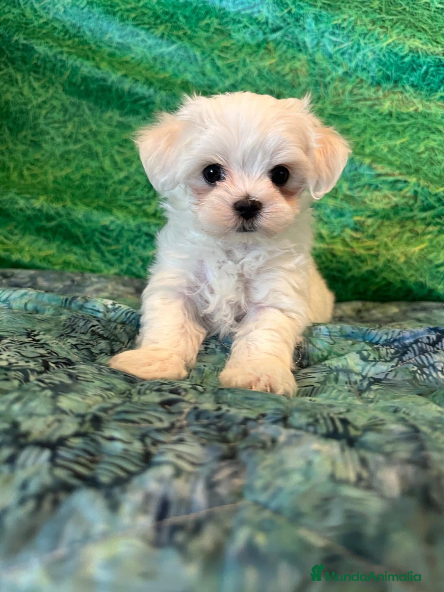 Bichón Maltés perros BICHON MALTES - Anuncio 2