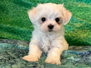 Bichón Maltés perros BICHON MALTES - Anuncio 2