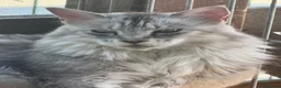 Maine Coon gatos en venta: Preciosa camada de Maine Coon - Anuncio 3