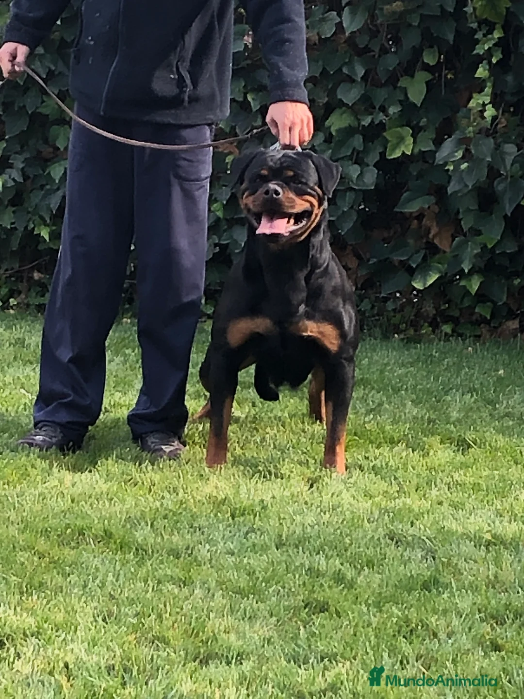 Rottweiler perros en venta: Venta hembra rottweiler adulta en Barcelona - Anuncio 3