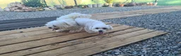 Bichón Maltés perros en venta: Bichon maltés  en Cáceres - Anuncio 3