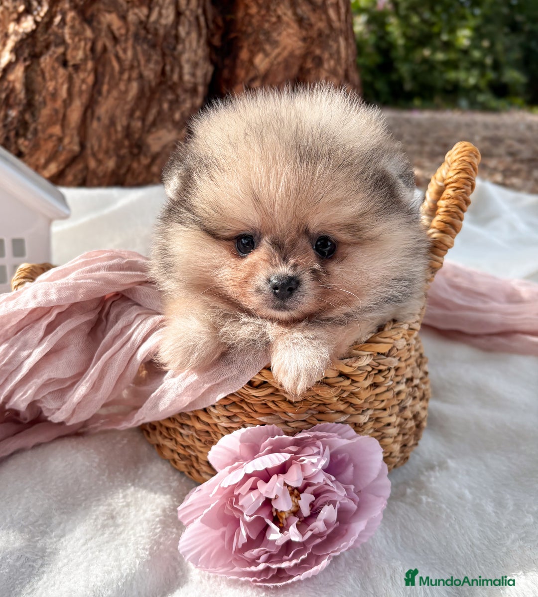 Pomerania perros en venta: Pomerania Merle and Tan - Anuncio 2