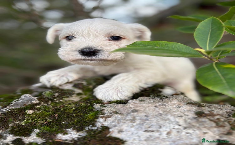 Schnauzer Miniatura perros - Propaganda 1