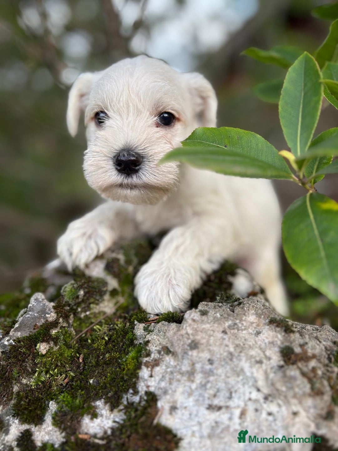 Schnauzer Miniatura perros en venta: Schnauzer blancos camada disponible  - Imagen 1