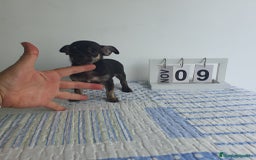 Chihuahua perros en venta: Chihuahua toy - Imagen 5