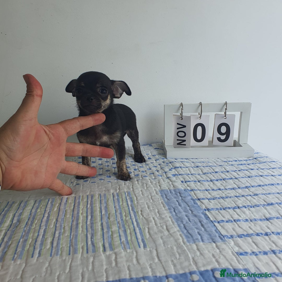 Chihuahua perros en venta: Chihuahua toy - Imagen 5