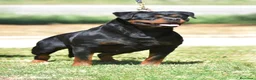 Rottweiler perros en venta: Cachorros Rottweiler  en Málaga - Anuncio 7