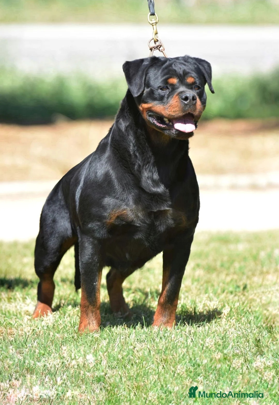 Rottweiler perros en venta: Cachorros Rottweiler  en Málaga - Anuncio 7