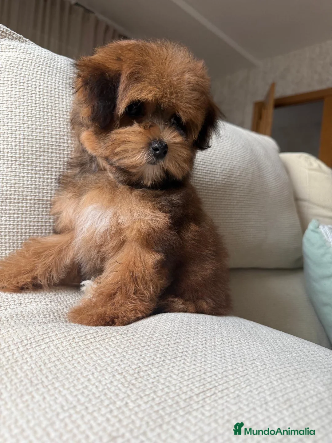 Maltipoo perros en venta: Maltipoo hembra Toy disponible!!! - Anuncio 2