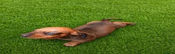 Teckel Miniatura perros en venta: Teckel kanichen kanichen maxima calidad - Anuncio 3