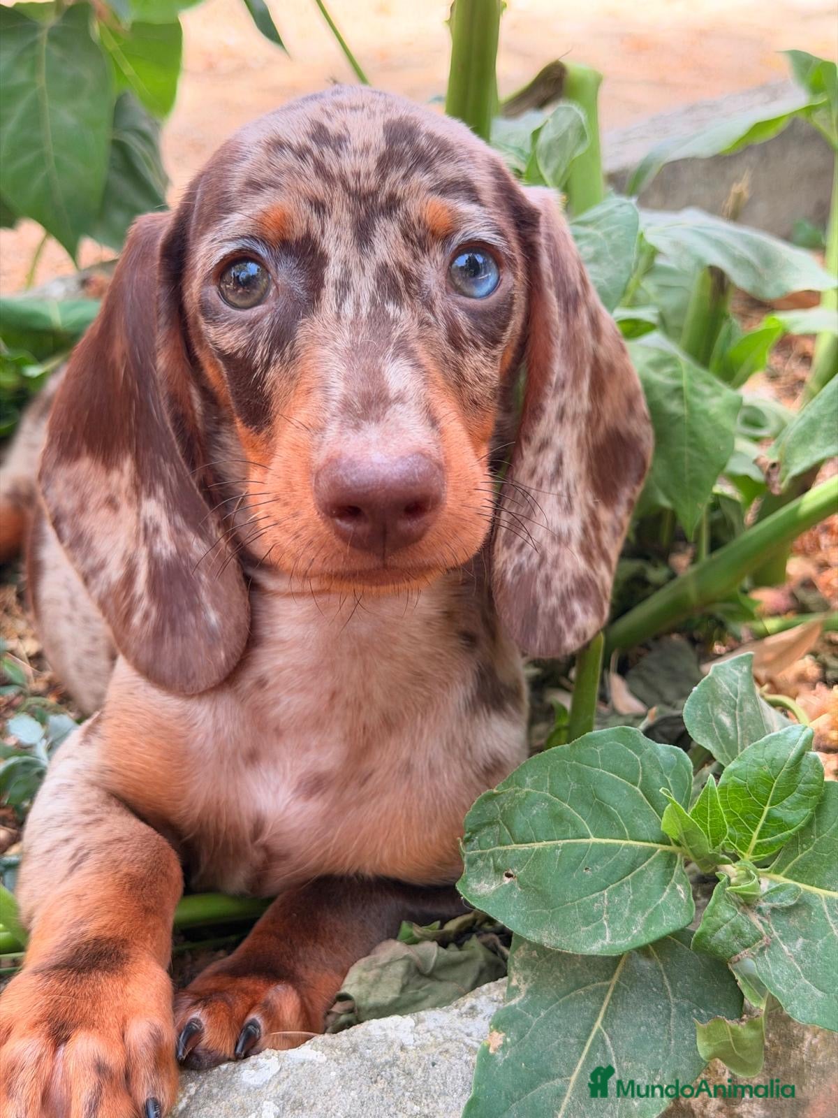 Teckel Miniatura perros TECKEL OJOS AZULES ARLEQUIN - Anuncio 1