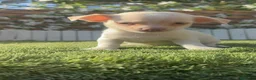 Chihuahua perros en venta: CHIHUAHUA- MACHO - Anuncio 7