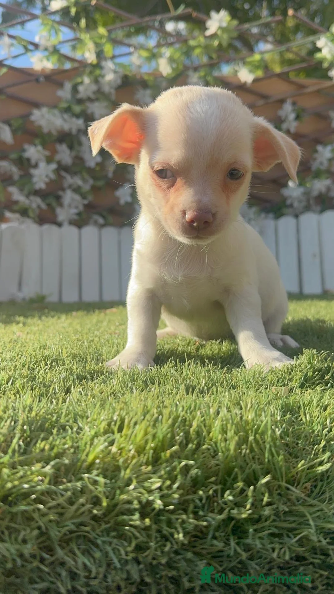 Chihuahua perros en venta: CHIHUAHUA- MACHO - Anuncio 7