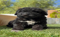 Perro de Agua Español perros en venta: PERRO DE AGUA ESPAÑOL HEMBRA - Imagen 17
