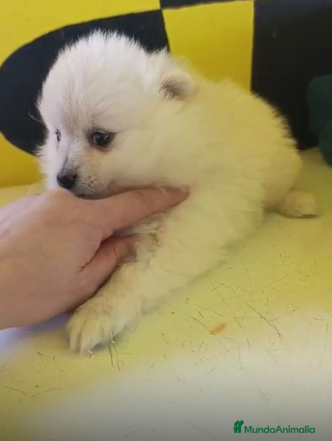 Pomerania perros en venta: Lulu pomerania toy  - Anuncio 9