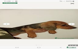 Teckel Miniatura perros en venta:  MACHO TECKEL  en Murcia - Imagen 9