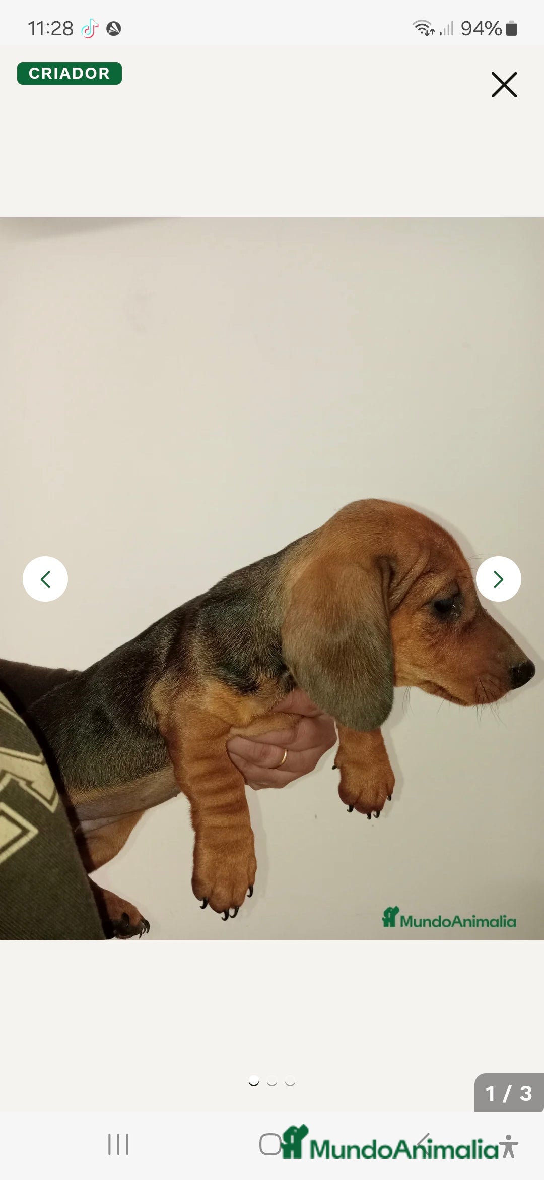 Teckel Miniatura perros en venta:  MACHO TECKEL  en Murcia - Imagen 9