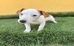 Jack Russell Terrier perros en venta: jack russell hembra de pata corta  - Imagen 14