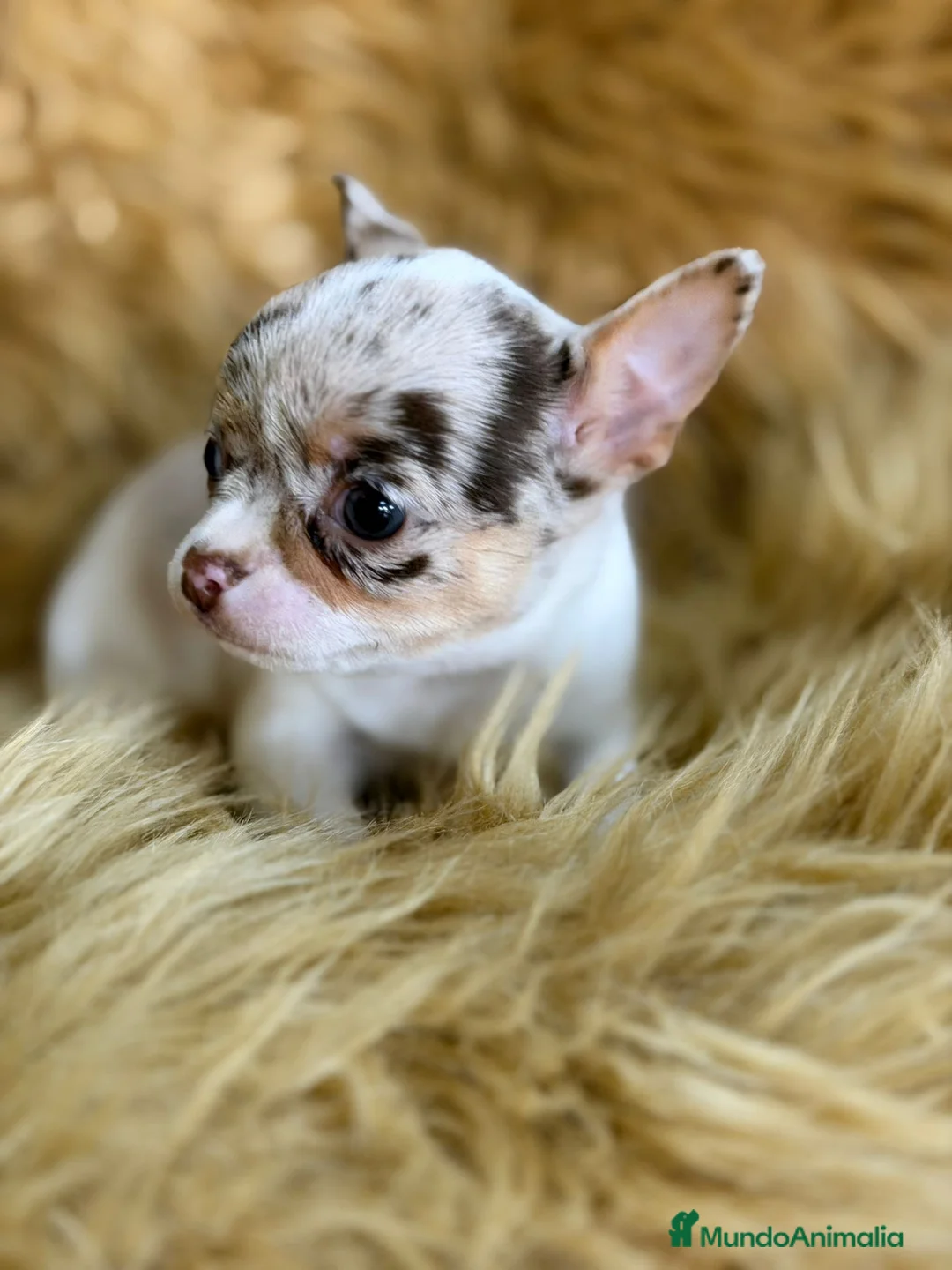 Chihuahua perros en venta: CHIHUAHUA MERLE MACHO - Anuncio 2