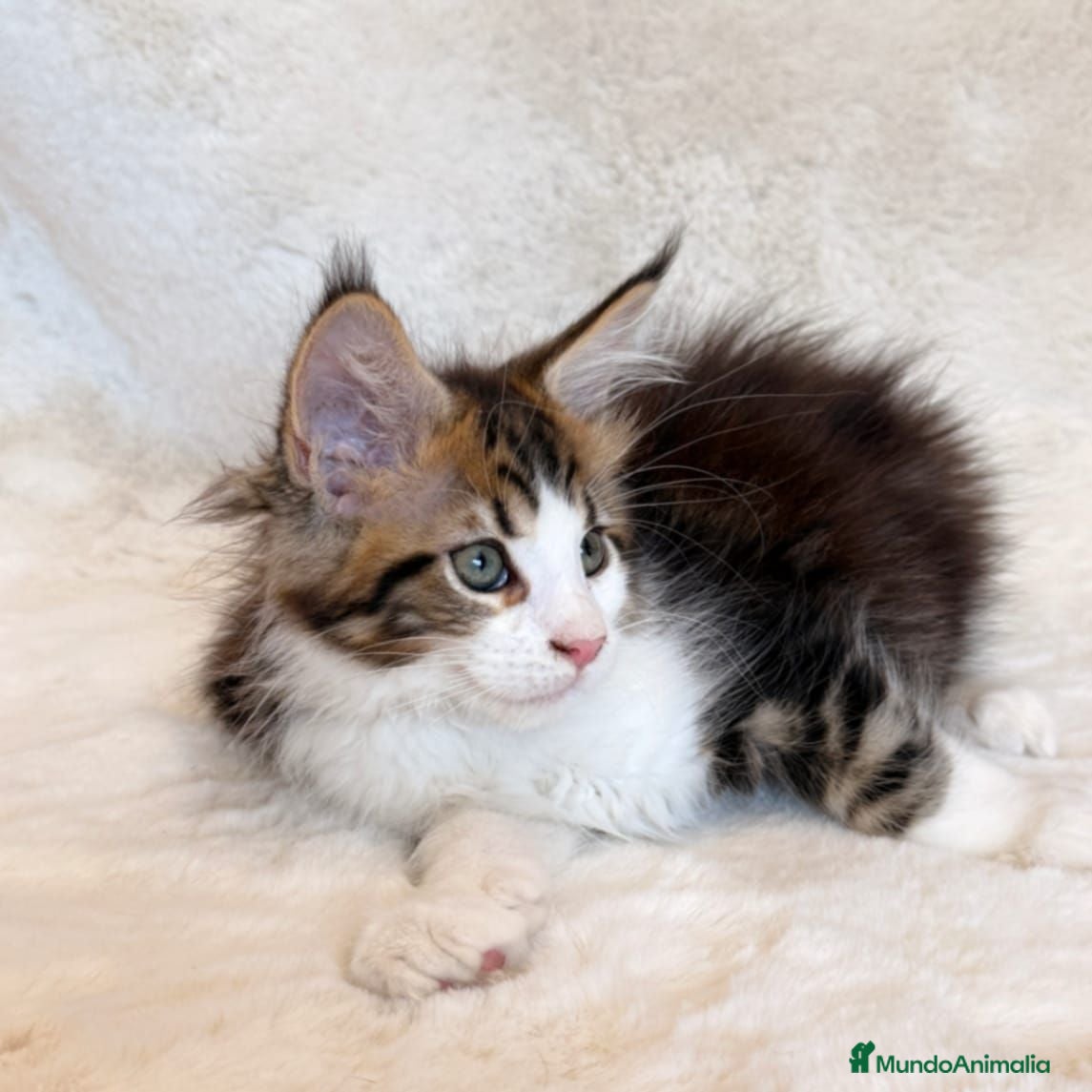 Maine Coon gatos 🐾 PRECIOSA HEMBRA MAINE COON DISPONIBLE 🐾 - Anuncio 6