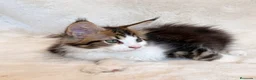Maine Coon gatos en venta: 🐾 PRECIOSA HEMBRA MAINE COON DISPONIBLE 🐾 - Anuncio 1