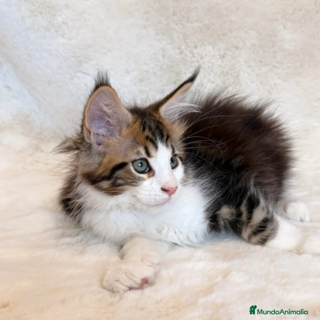 Maine Coon gatos en venta: 🐾 PRECIOSA HEMBRA MAINE COON DISPONIBLE 🐾 - Anuncio 1