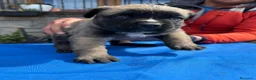 Cane Corso perros en venta: Cane corso  - Anuncio 2