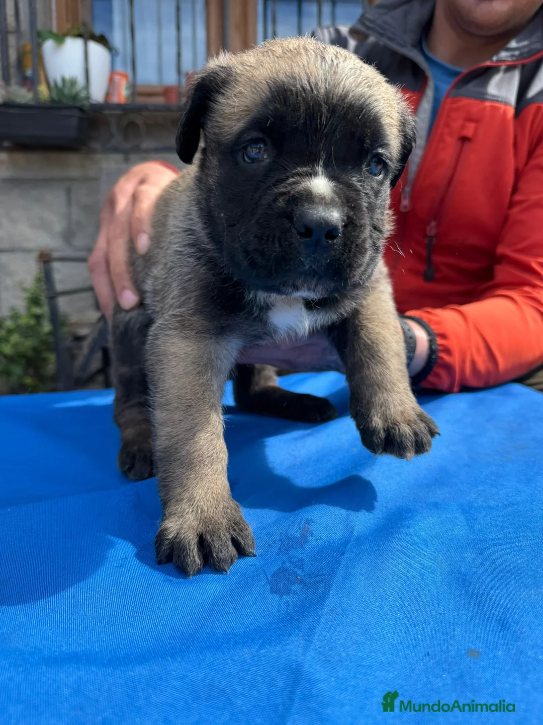 Cane Corso perros en venta: Cane corso  - Anuncio 2