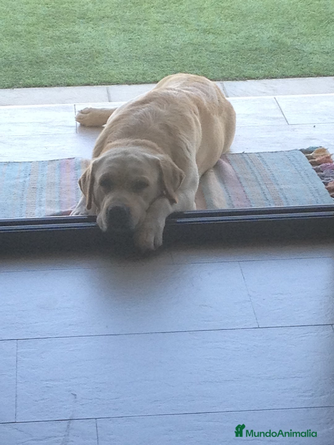 Labrador Retriever perros en venta: Cachorros de labrador retriever con pedigree  - Anuncio 19