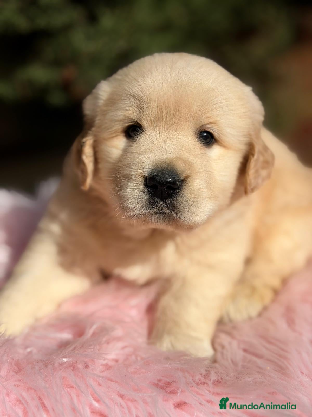 Golden Retriever perros GOLDEN RETRIEVER  - Anuncio 3