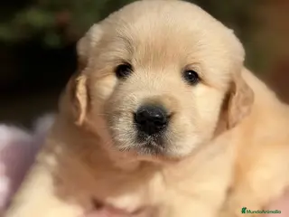 Golden Retriever perros GOLDEN RETRIEVER - Anuncio 3