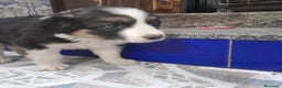 Border Collie perros en venta: BORDER COLLIE - Anuncio 9