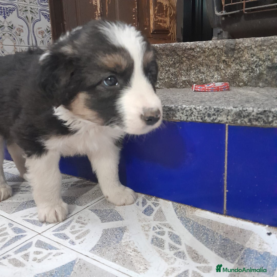 Border Collie perros en venta: BORDER COLLIE - Anuncio 9
