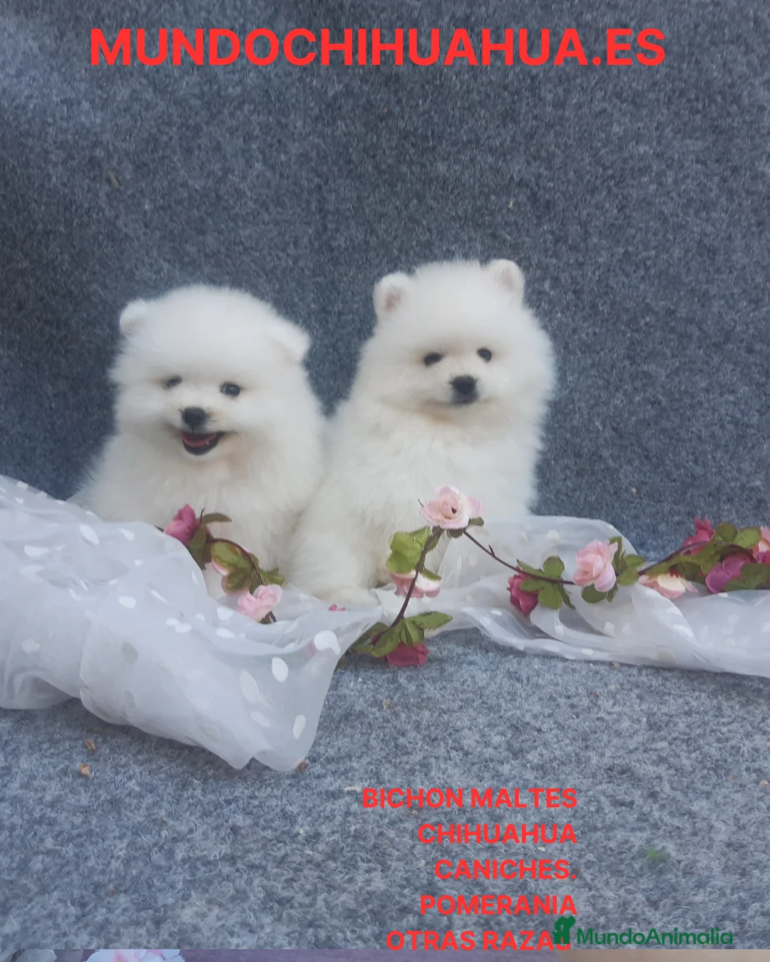 Pomerania perros en venta: POMERANIA  LINEA TOY   MUY CHATO - Anuncio 3