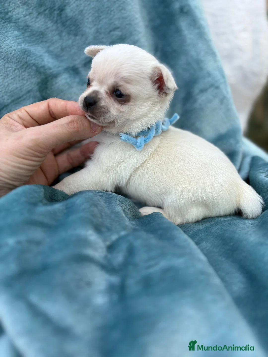 Chihuahua perros en venta: Chihuahuas Toy Blancos  - Anuncio 2