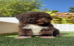 Perro de Agua Español perros en venta: PERRO DE AGUA ESPAÑOL HEMBRA - Imagen 21