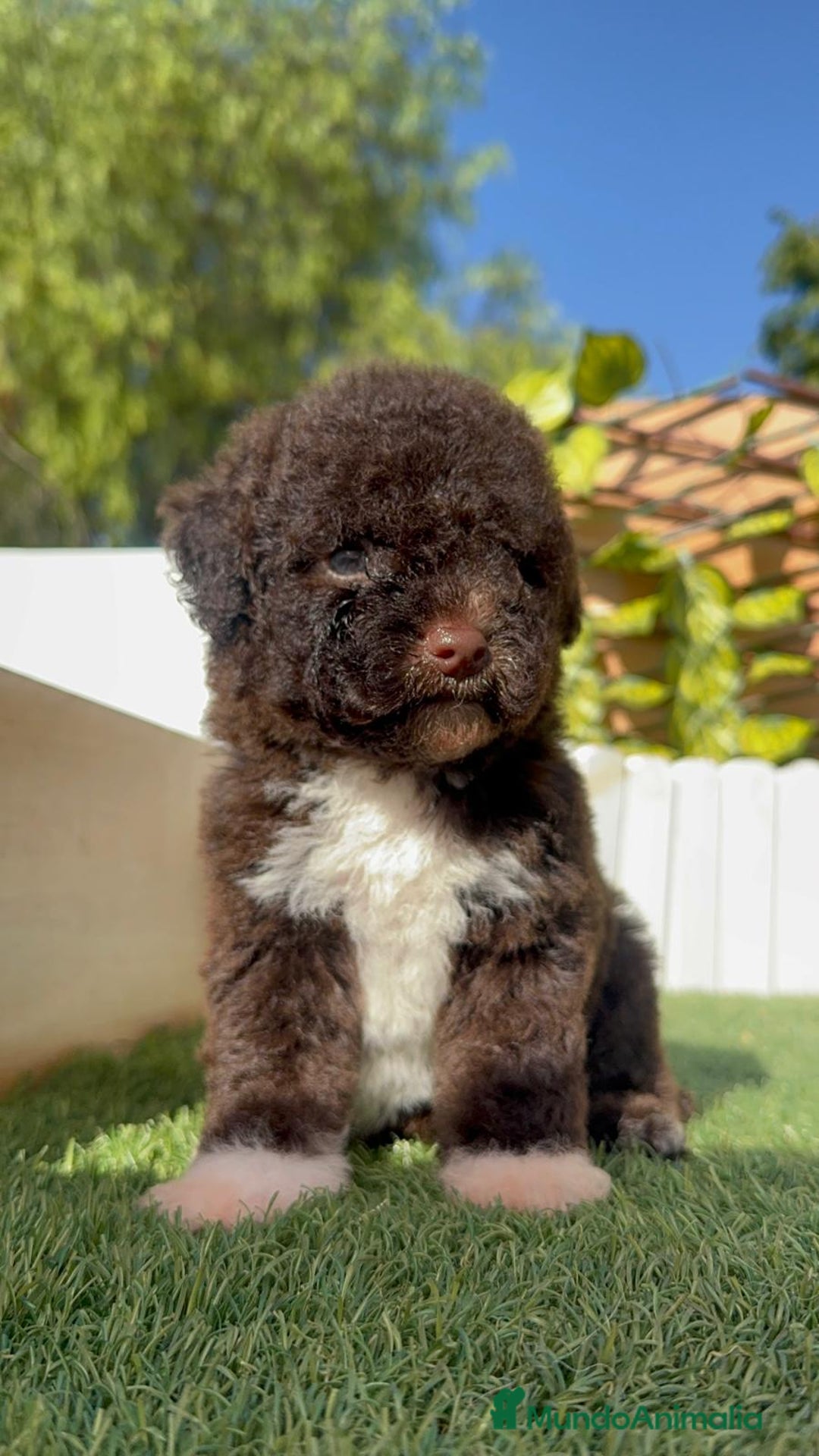 Perro de Agua Español perros en venta: PERRO DE AGUA ESPAÑOL HEMBRA - Imagen 21